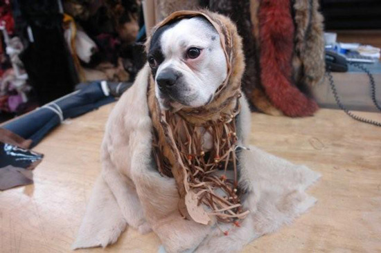 Mood Fabric dog