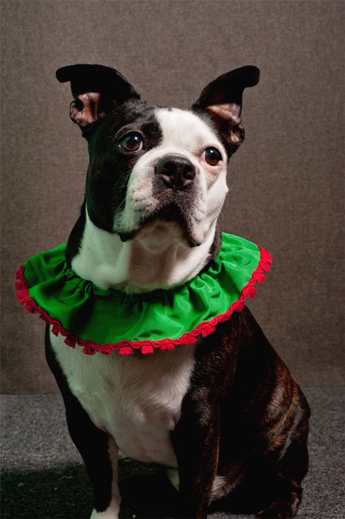 Holiday Swatch in his Holiday Ruffle