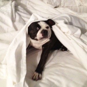 Cute as Swatch may be here, I have it on good authority he snores.