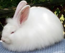 angora rabbit